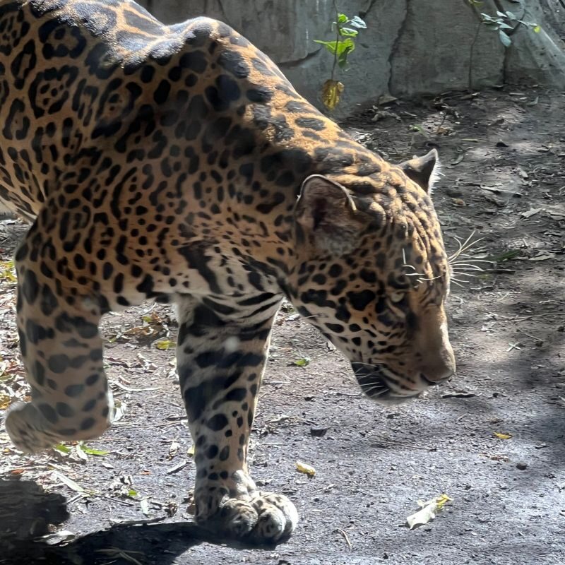 A jaguar prowls by at the Chattanooga Zoo.