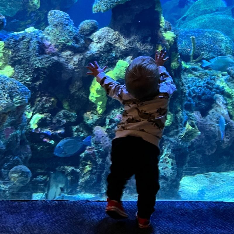 A toddler stares at the glass observation area at the Tennessee Aquarium.