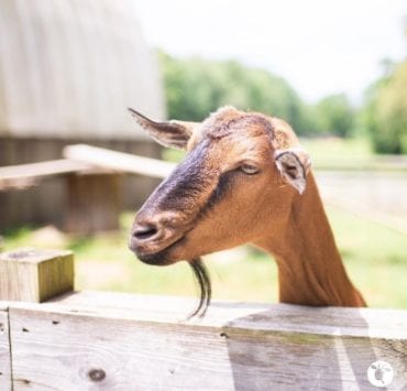 goat at Belle Chevre Creamery