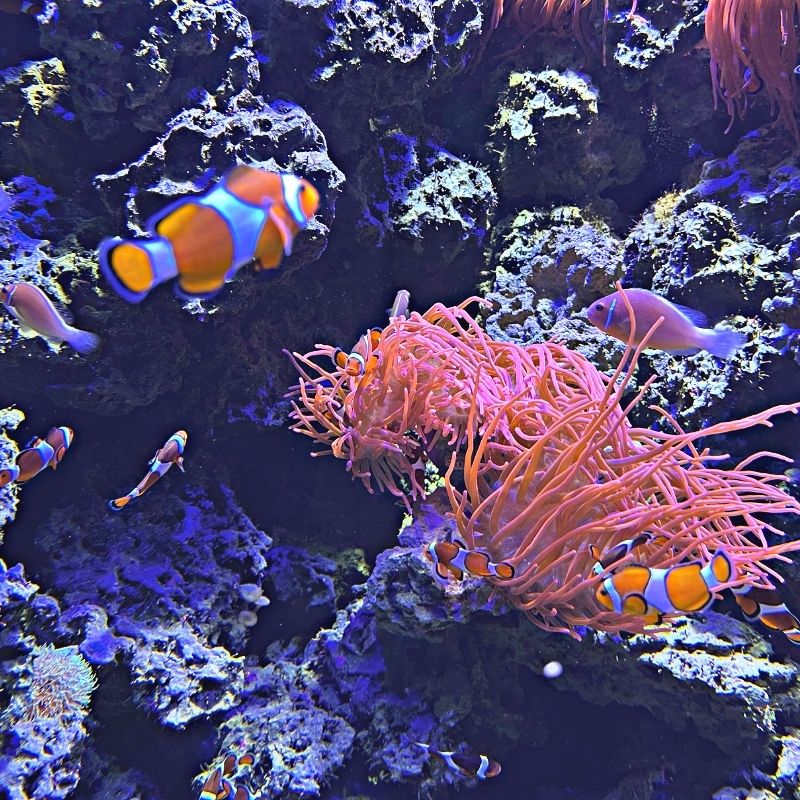 Clown fish at the Tennessee Aquarium