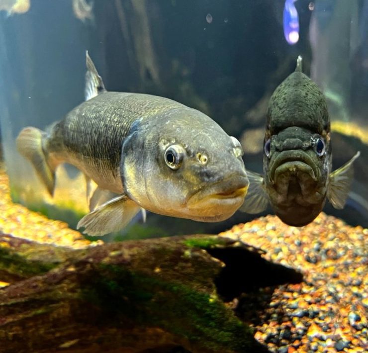 two fish swimming at the Tennessee Aquarium