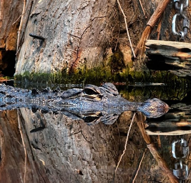 camoflage alligator at the aquarium