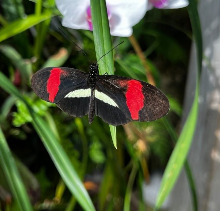 butterfly on a leaf at the Tennessee Aquarium