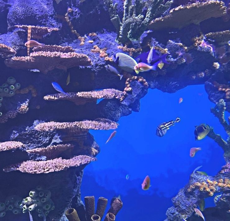 fish swimming in the Tennessee Aquarium reef