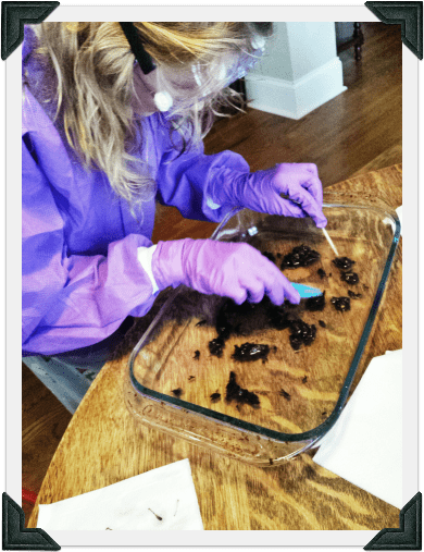 So if your budding naturalist wants to dissect owl pellets... there's a space for that!