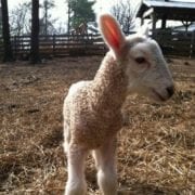 baby lamb at the Burritt On the Mountain barnyard