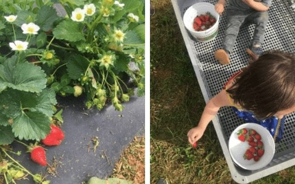 strawberry picking in huntsville