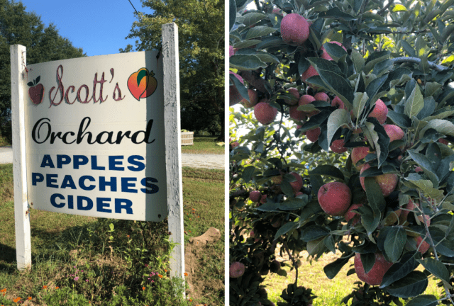 apple picking in huntsville