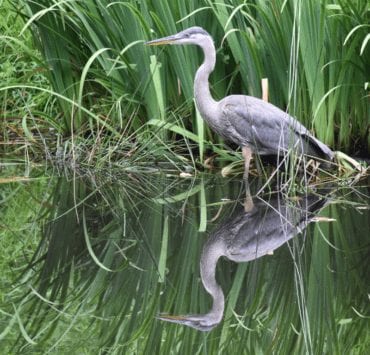 sandhill crane standing in water by reeds