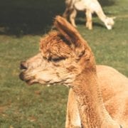 Rock House Alpaca Farm