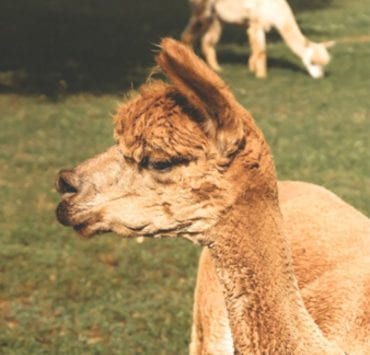 Rock House Alpaca Farm