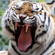 tiger yawning at tigers for tomorrow