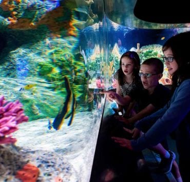 children looking at an aquarium at Cook Museum in Decatur Alabama, recently awarded the #1 museum in the nation.