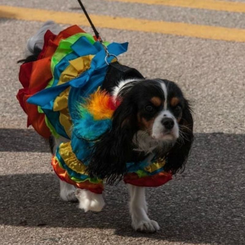 Even the dogs can get involved with the Carnegie Carnival fun during a canine costume contest and parade.