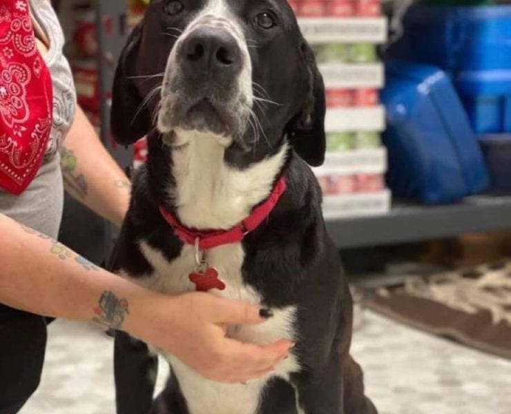 Valerie, a black and white rescue dog and new mom became famous on NextDoor this week after her amazing journey.