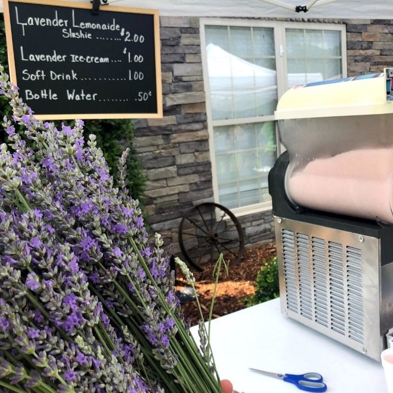 Cool down from the summer heat with lavender lemonaide slushes, lavender ice cream and more at the Lavender Wynde Farm pop up shop.