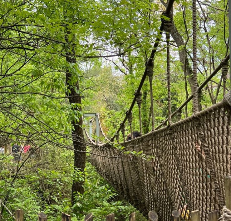 A rope bridge spans a green area in the Nashville Zoo.