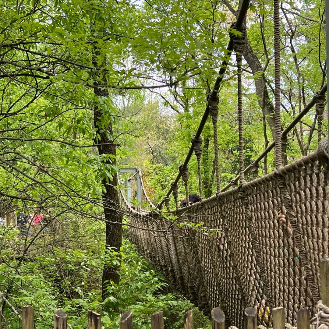 A rope bridge spans a green area in the Nashville Zoo.