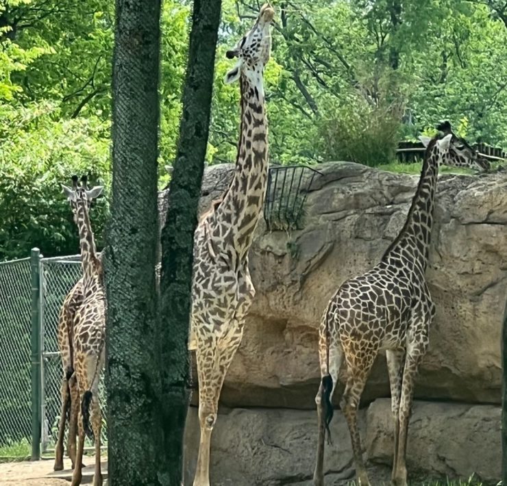Two giraffes graze for leaves.