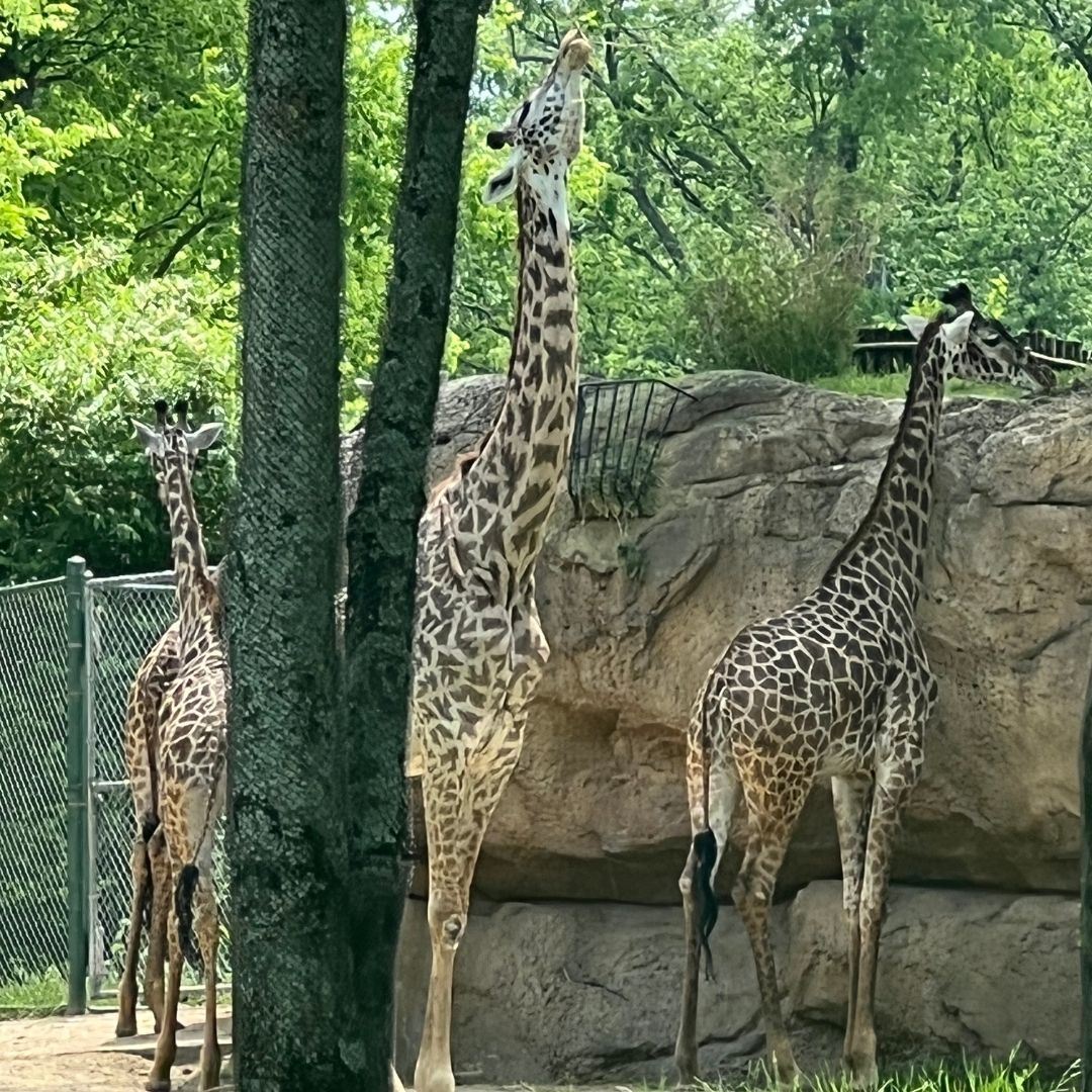 Two giraffes graze for leaves.