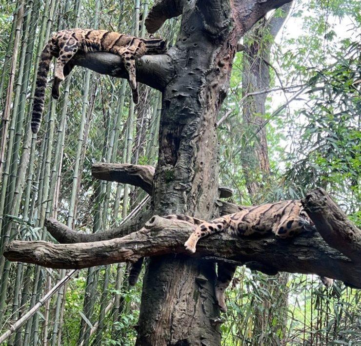 Two clouded snow leopards rest on tree branches.