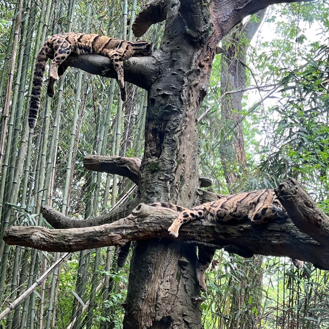 Two clouded snow leopards rest on tree branches.