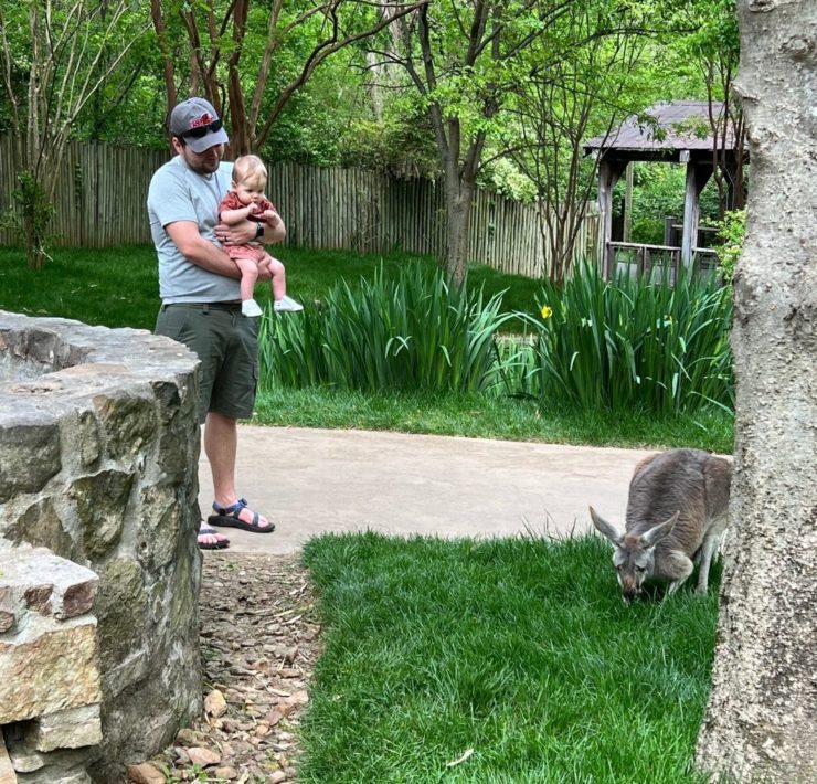 A baby watches a kangaroo in their habitat as their dad holds them.