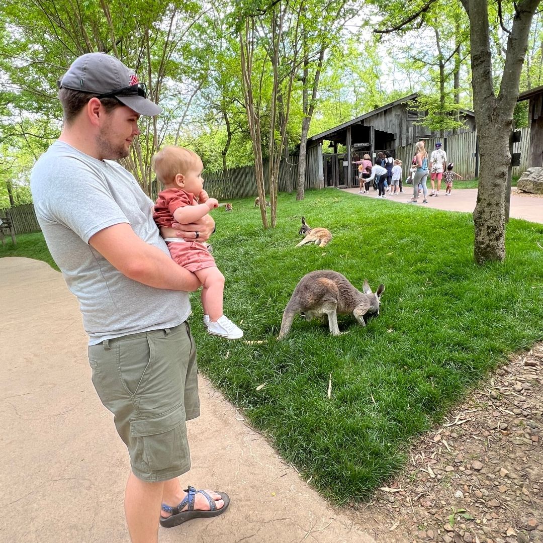 A man holds his son while a kangaroo grazes nearby.