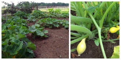 Squash and zucchini are a popular GMO food. Growing your own enables you to know exactly what goes into them!