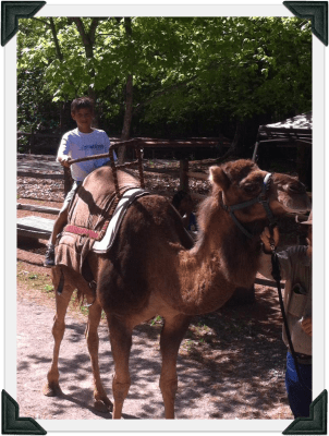 Our Birmingham Zoo visit included a Camel Encounter! 