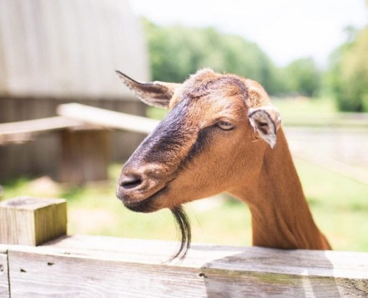 goat at Belle Chevre Creamery