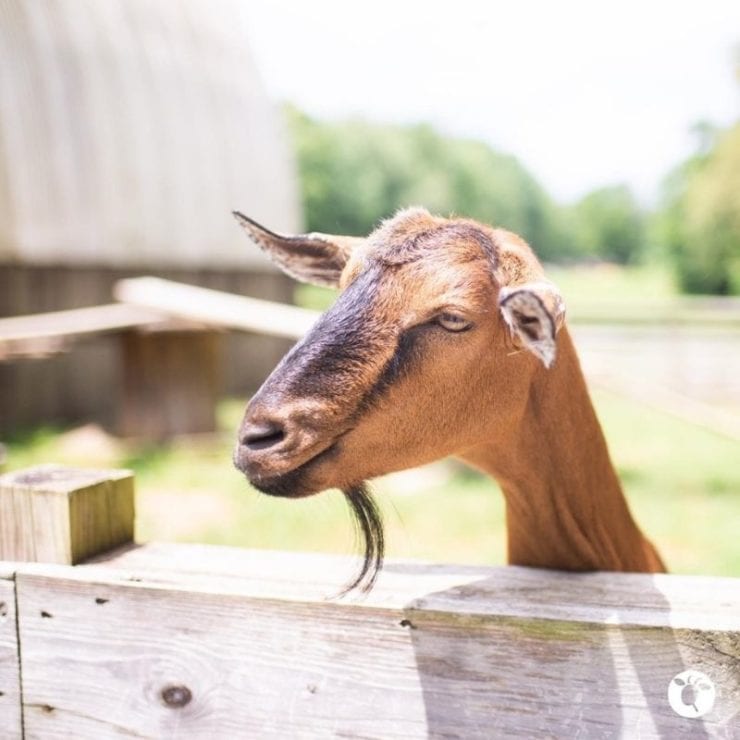 goat at Belle Chevre Creamery