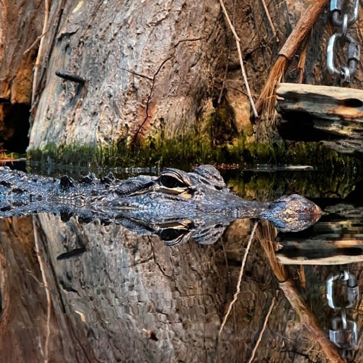 Top 91+ Pictures Are There Alligators In Chattanooga Tennessee Full HD