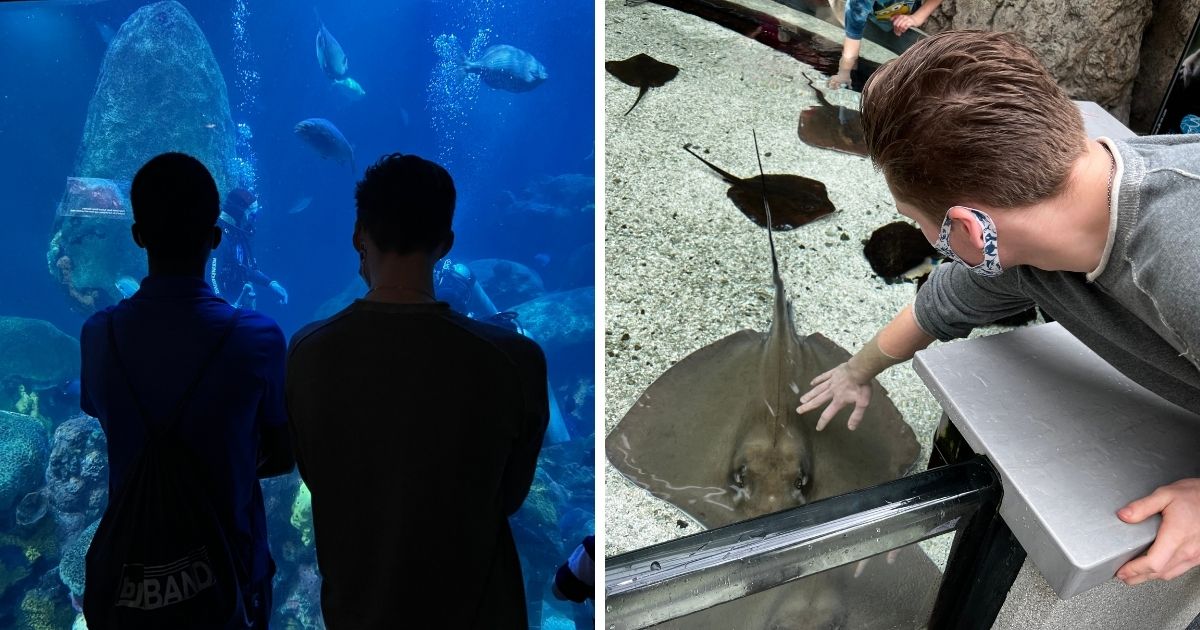 watching tanks and petting stingrays at the TN Aquarium in Chattanooga
