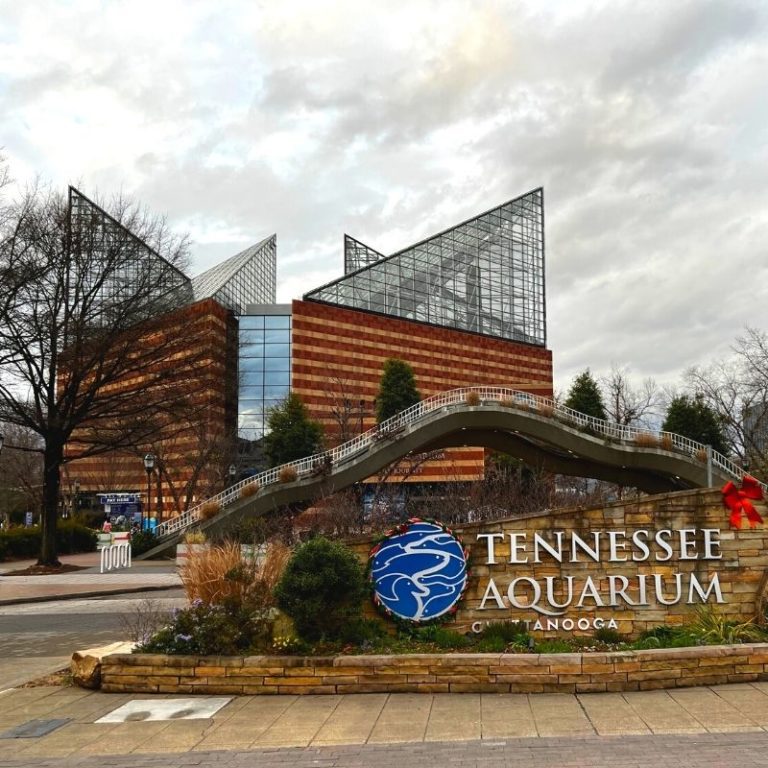 Tennessee Aquarium in Chattanooga is a swimmingly great road trip from Huntsville Rocket City