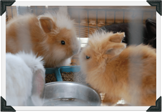 4D bunnies