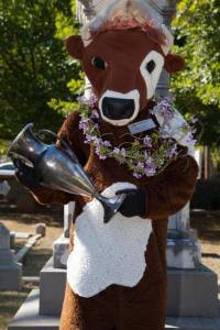 Lilly Flagg, the famous Huntsville cow!