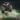monster mutt flies through the air at Monster Jam show