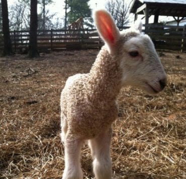 baby lamb at the Burritt On the Mountain barnyard