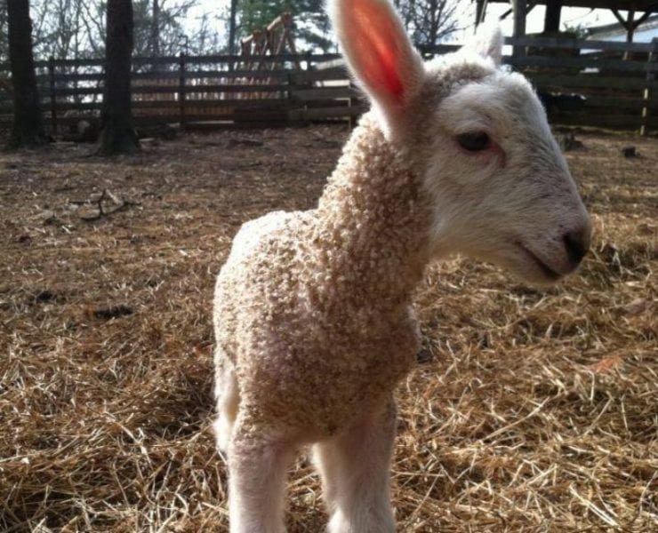 baby lamb at the Burritt On the Mountain barnyard