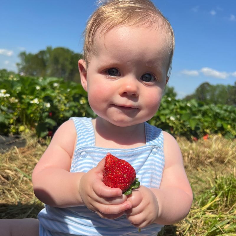 A baby in blue and white striped overalls hols a strawberry on Brown Family Farms in New Market.