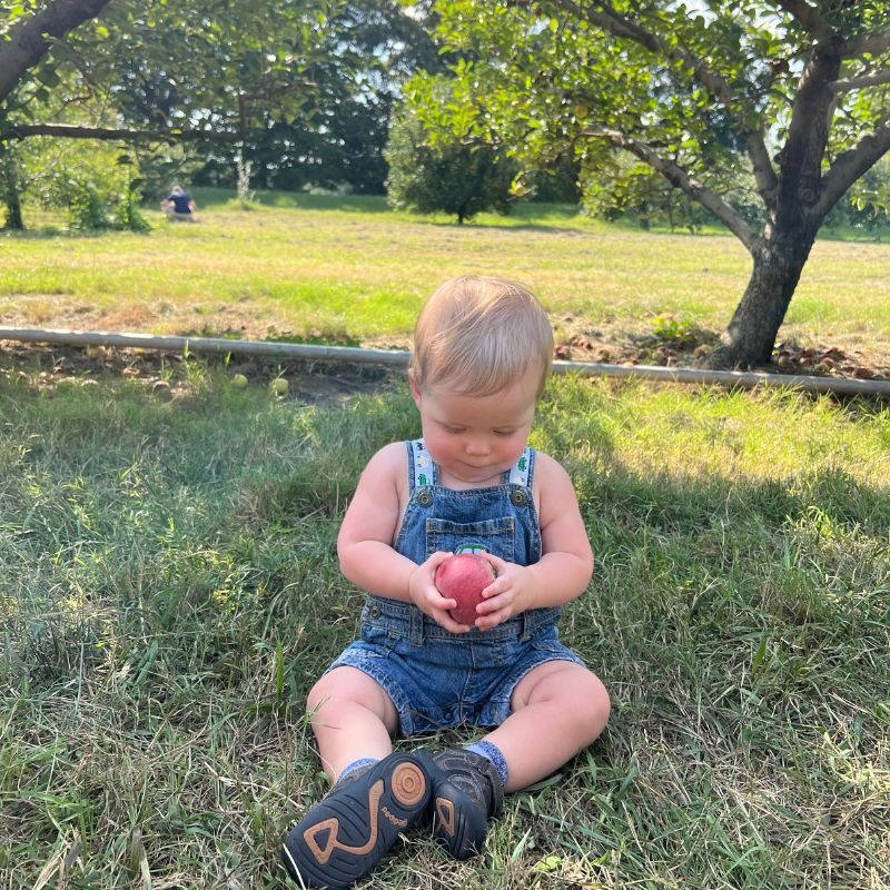 A young boy in short overalls holds a red apple at Scott's Orchard. 