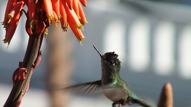 hummingbird_flight