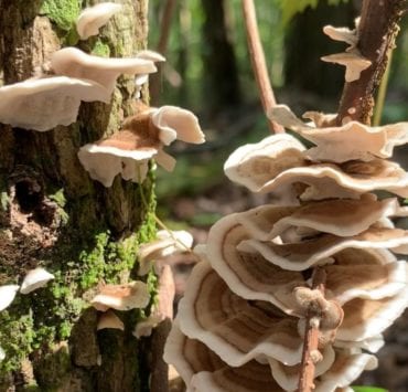 Land Trust of North Alabama trail