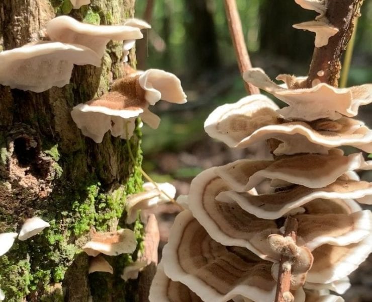 Land Trust of North Alabama trail