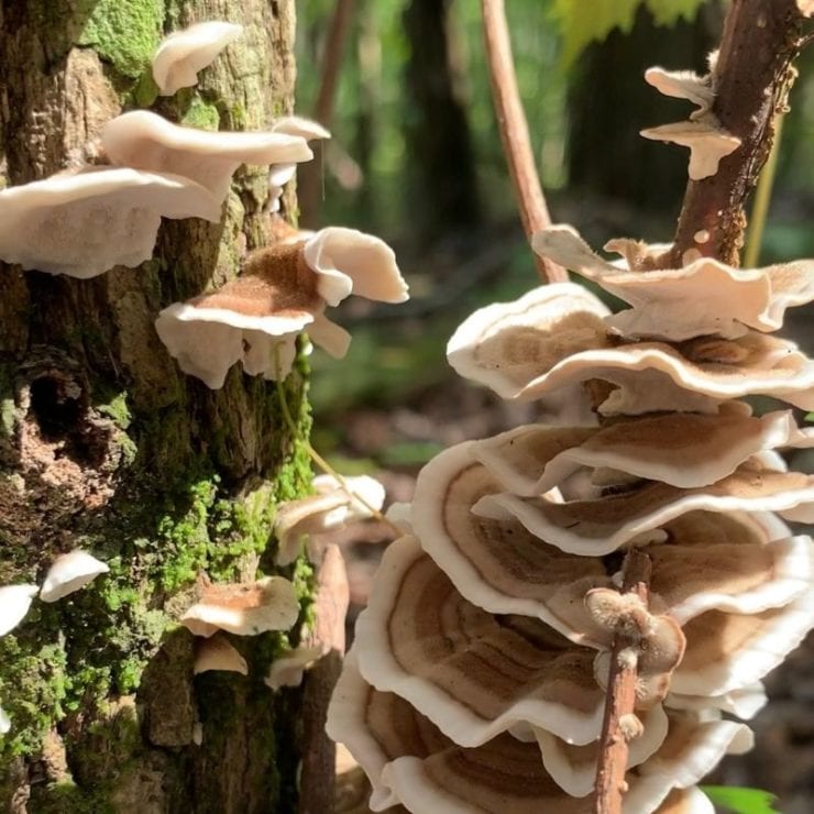 Land Trust of North Alabama trail