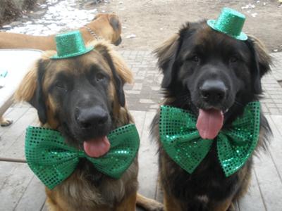 Image result for st. patrick's day dog parade