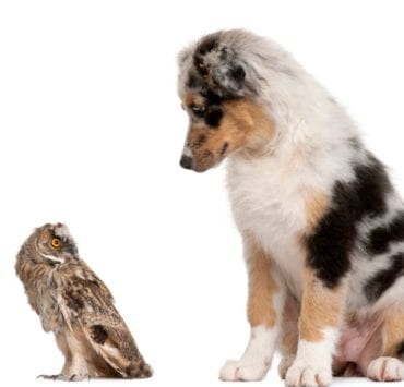 dog and owl sitting together