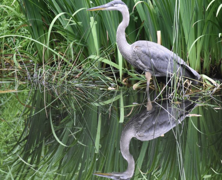 sandhill crane standing in water by reeds