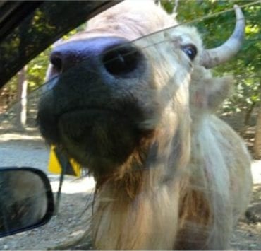 Harmony Park safari bison